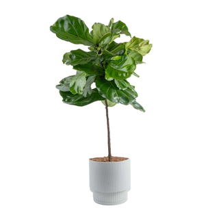 A fiddle leaf fig tree in a white planter