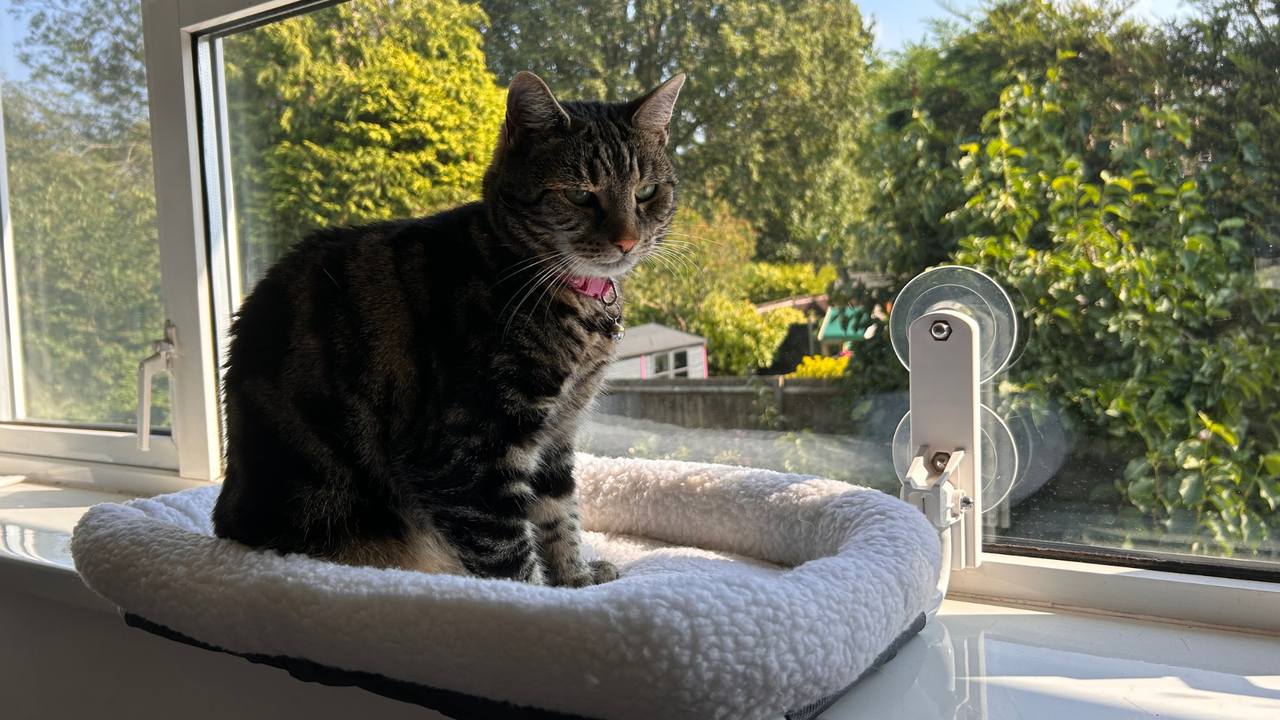 Nala sitting on the Zakkart Cat Hammock for Windows, one of the best cat hammocks
