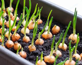 what to plant in January onion plants in tray