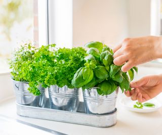 growing herbs in pots including basil thyme and parsley for harvesting