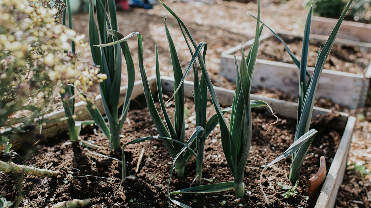 Leeks and broccoli growing in a raised bed