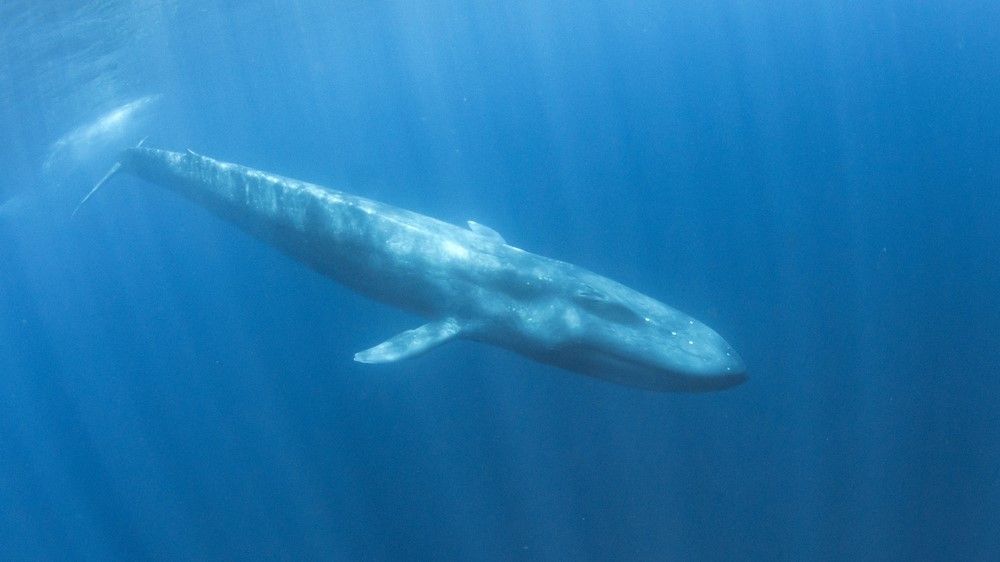 blue whales underwater