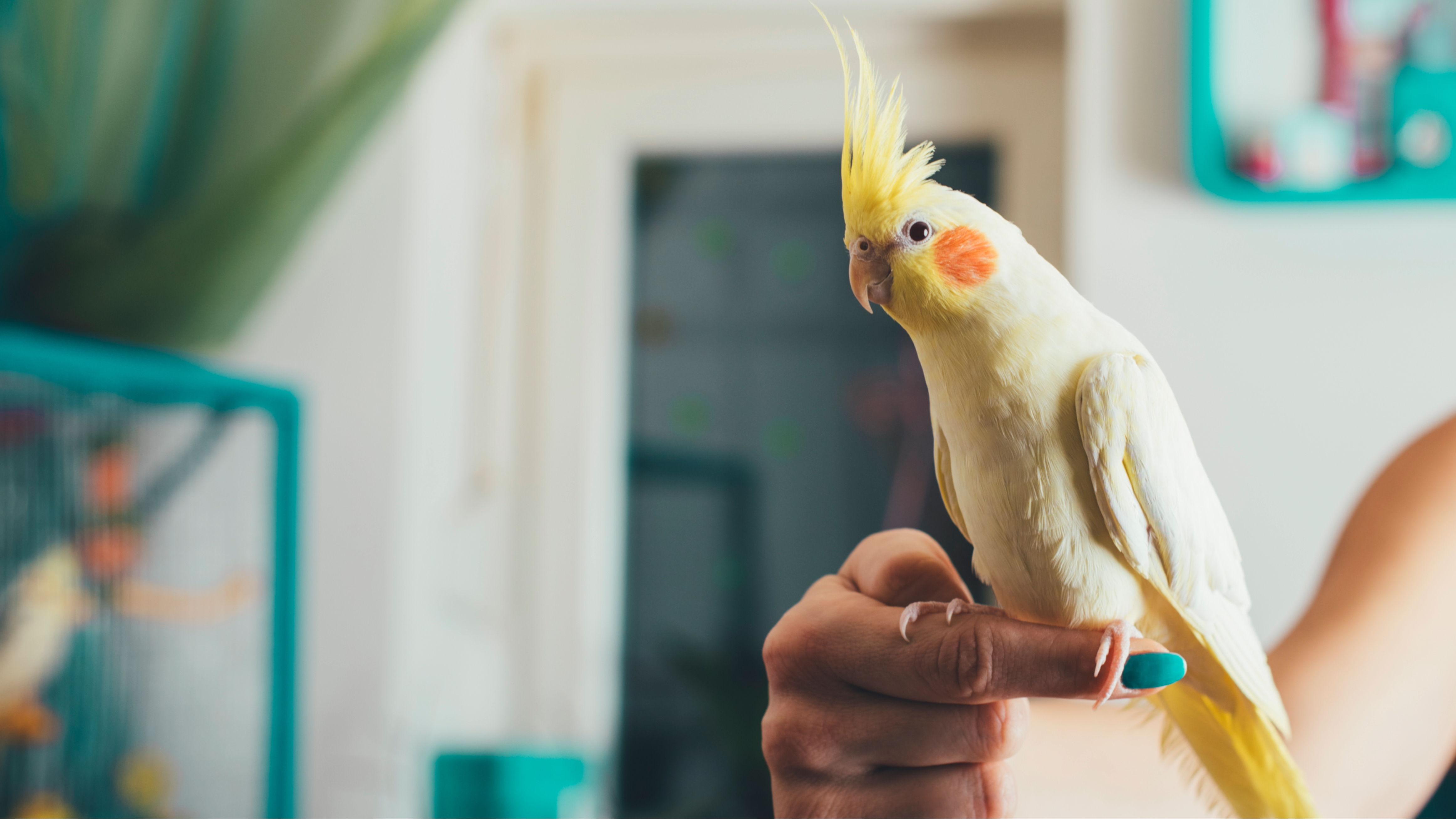 Bird sitting on owner's finger