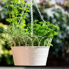 Hanging basket herb garden