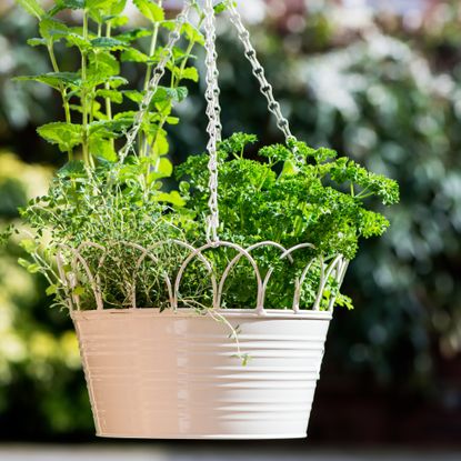 Hanging basket herb garden