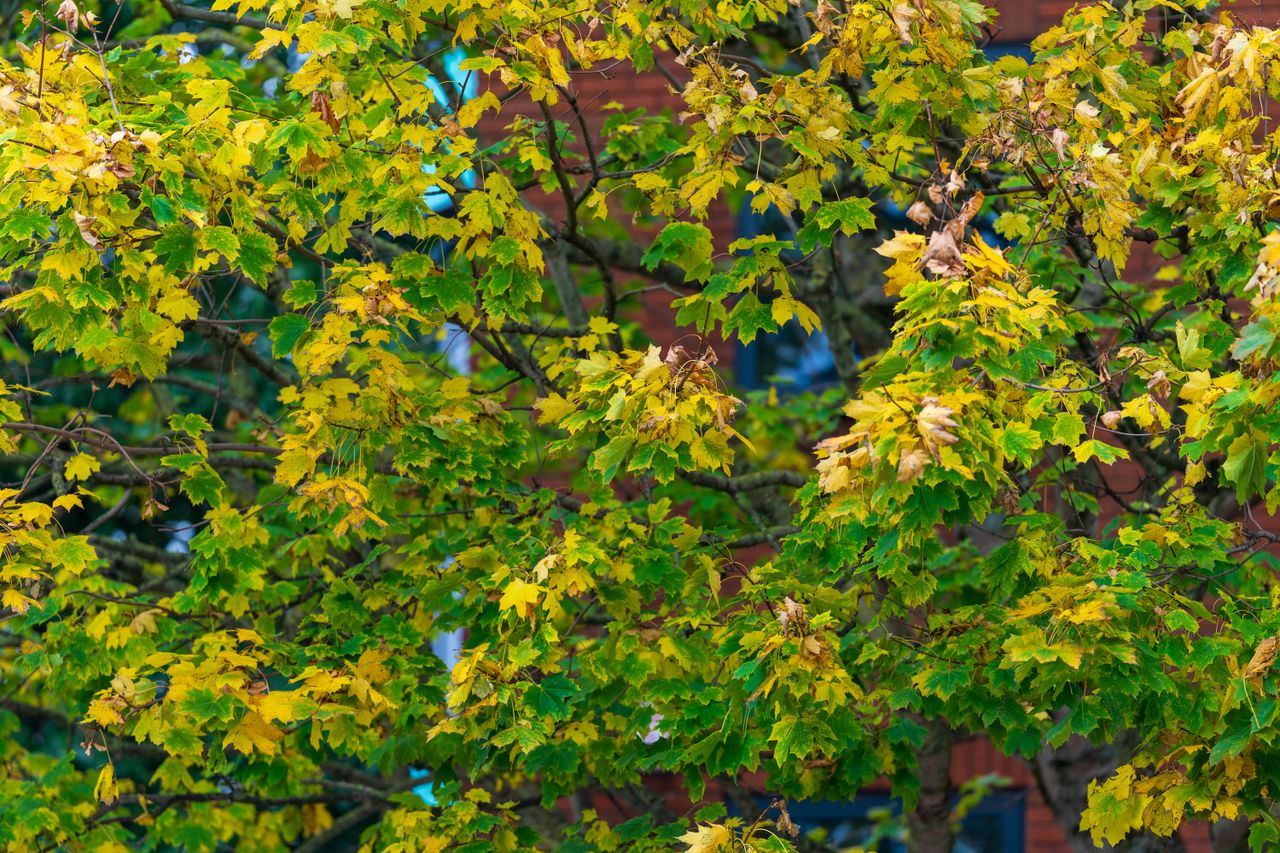 Sigma 200mm f/2 DG OS Sports example shot