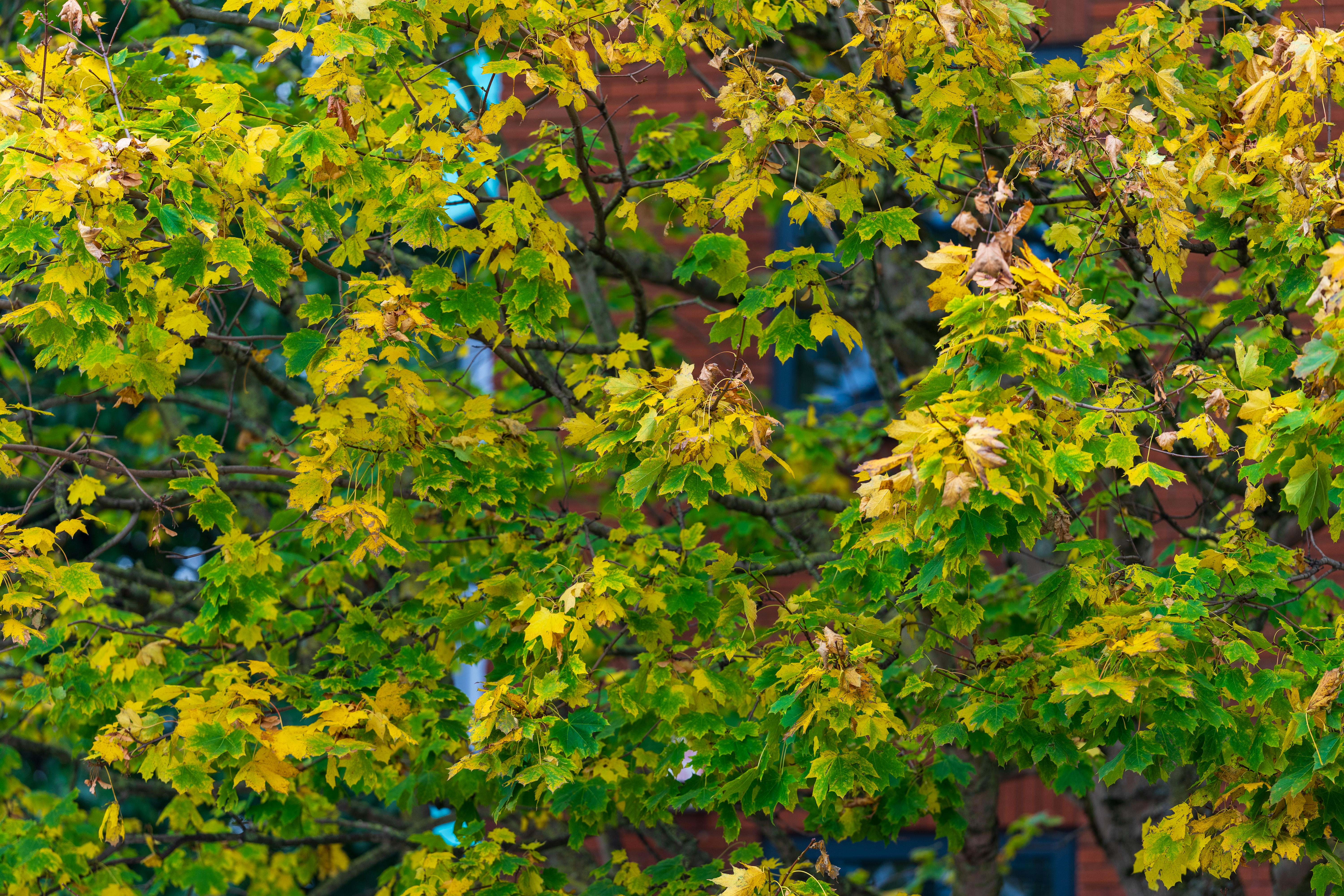 Sigma 200mm f/2 DG OS Sports example shot