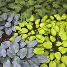 Multicolored hostas