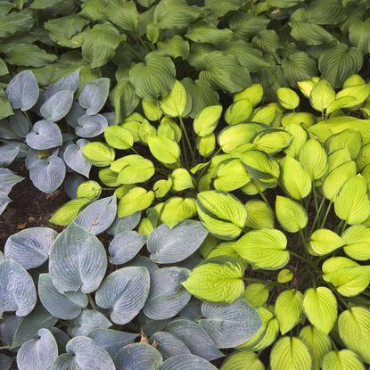 Multicolored hostas