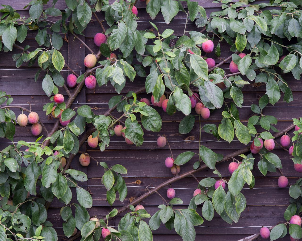 How To Grow Plums: Tips On Planting, Growing And Caring For Plum Trees ...