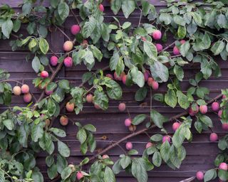 plums fan trained against a garden fence