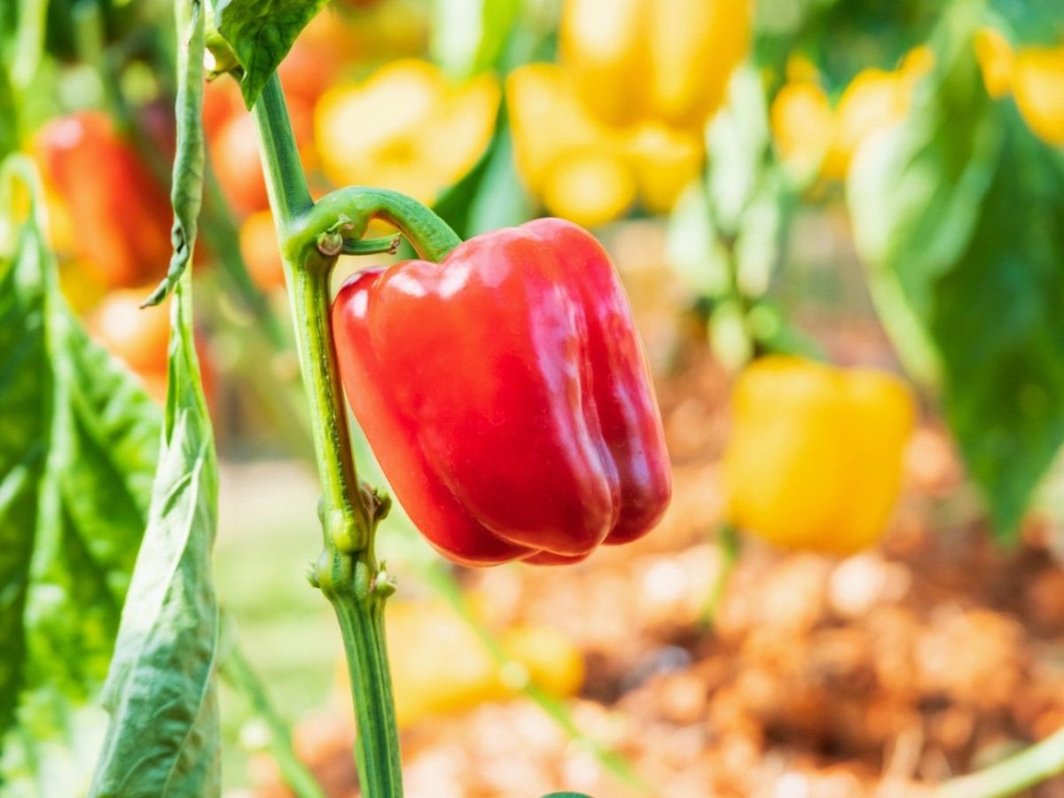 Learn What Animals Eat Pepper Plants | Gardening Know How