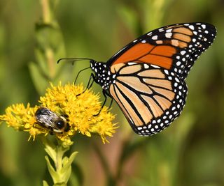 monarch butterfly on stiff goldenrod flower head