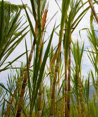 Looking upwards at tall sugar cane grasses growing in a field