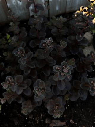 A close-up of night embers sedum