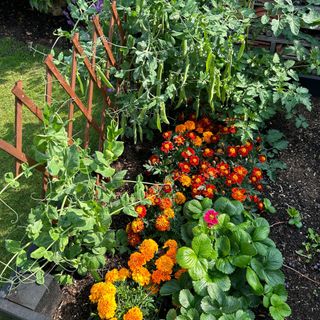 Marigolds growing next to garden peas and strawberry plants as example of companion planting in raised vegetable bed