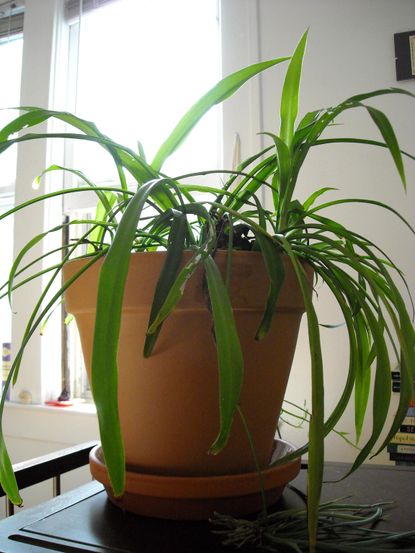 Indoor Potted Plant