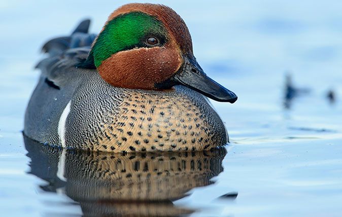 Green-winged Teal Drake (Anas crecca), Pacific Northwest