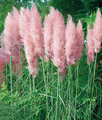 Cortaderia Pink Pampas from Burpee