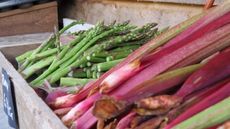 Freshly harvested asparagus and rhubarb