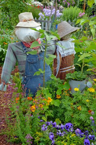How to make a scarecrow: two scarecrows in veg patch