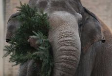 An elephant eats some leaves