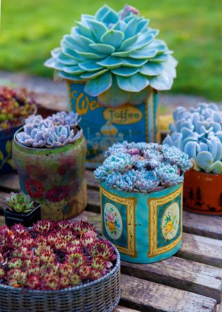 Succulents planted in vintage tins