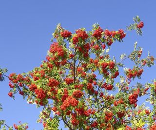 Rowan tree with green leaves and berries in the summer