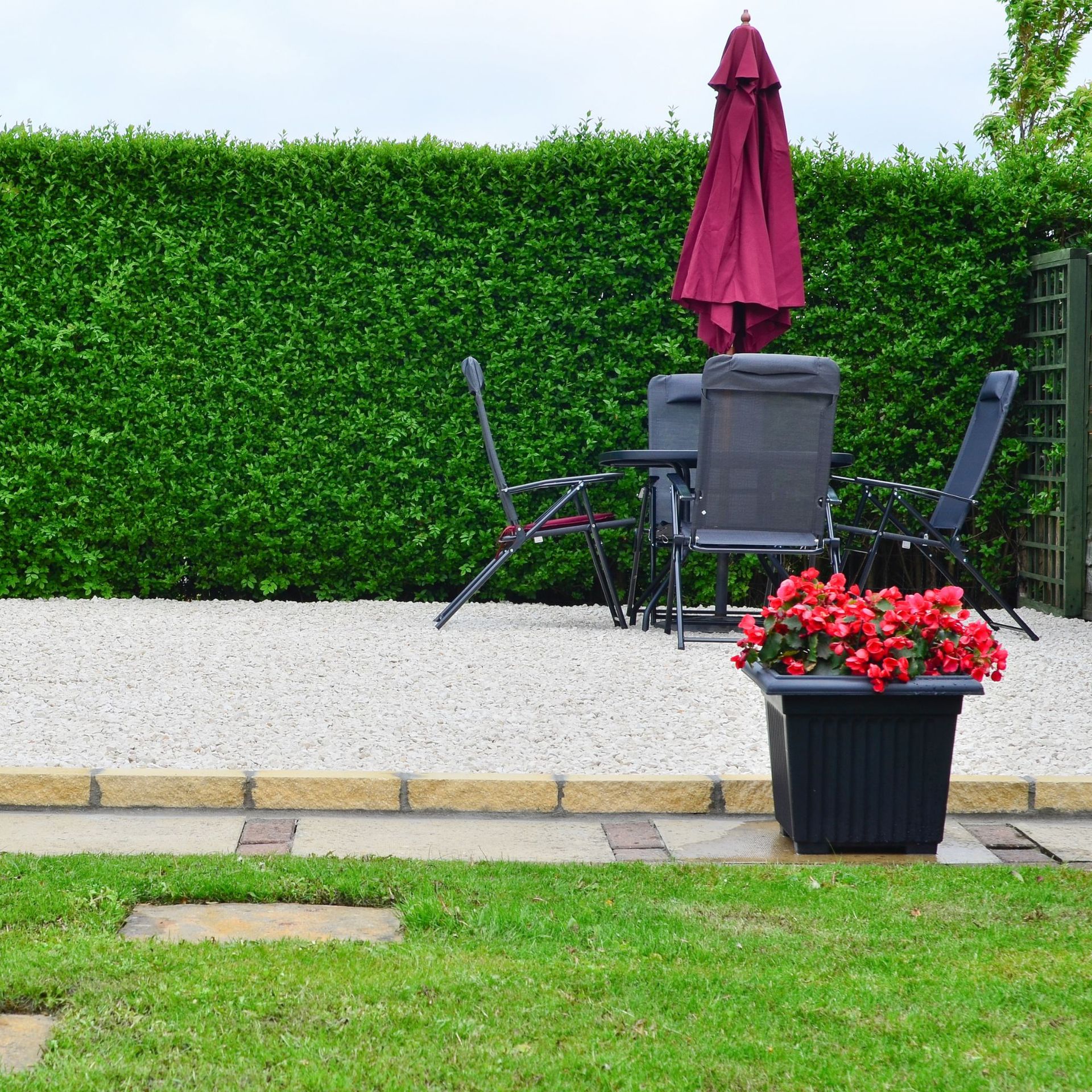 Privet hedging