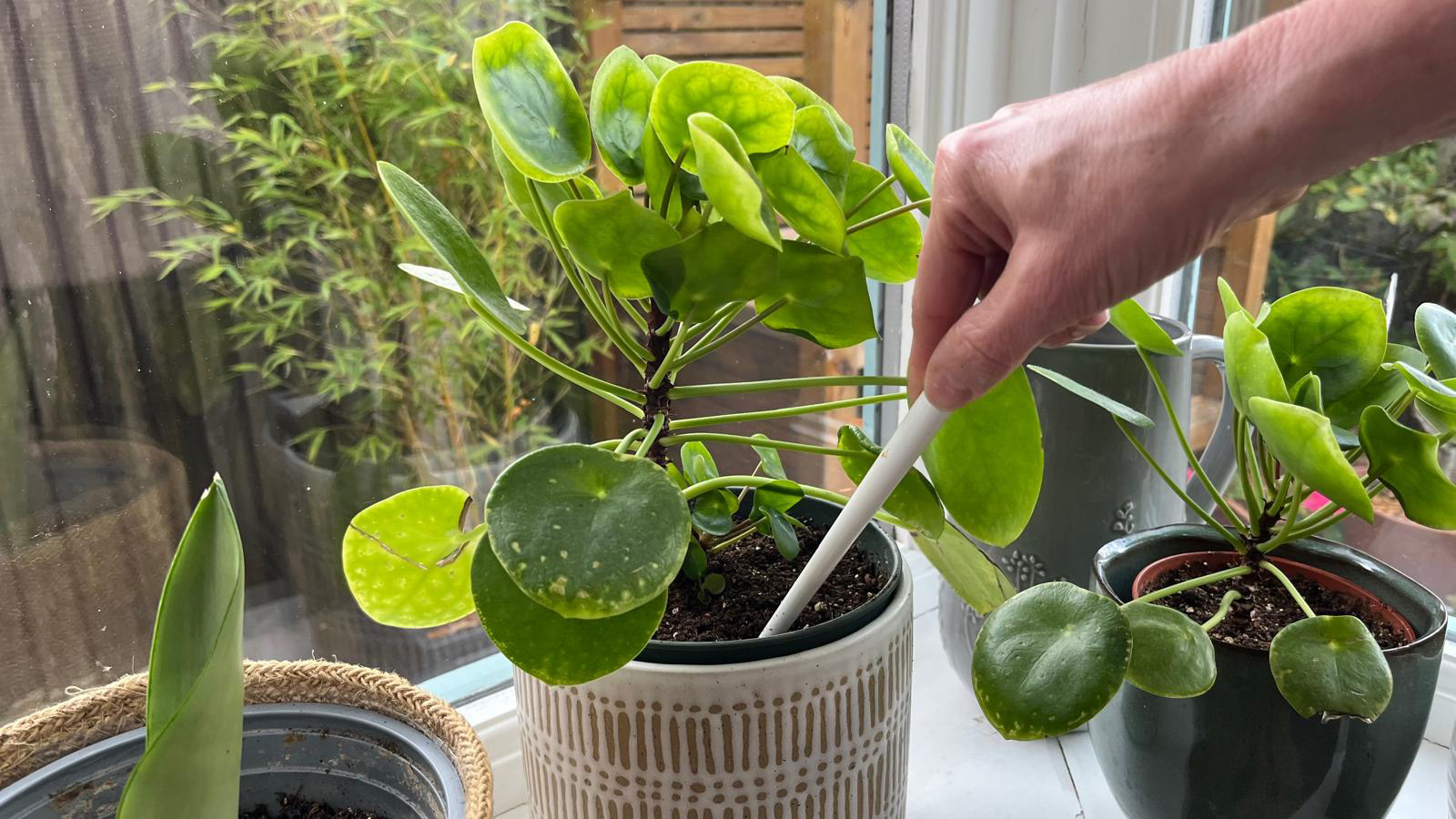 Aerating houseplant soil