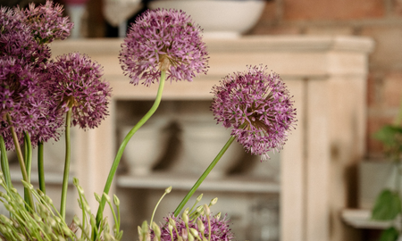Close up of globe allium flowers in front of pale wooden cabinet