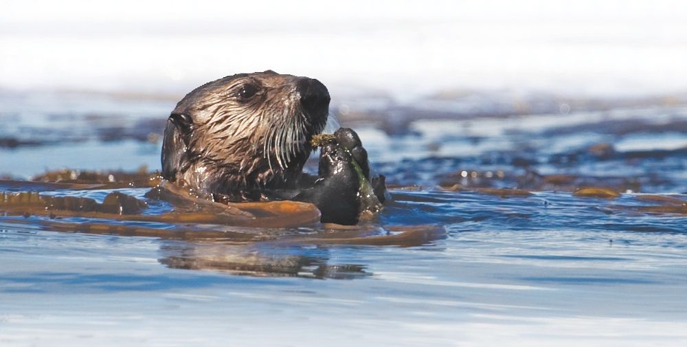 Sea otter