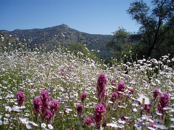 Wild flowers near Fresno at the Big Sandy.