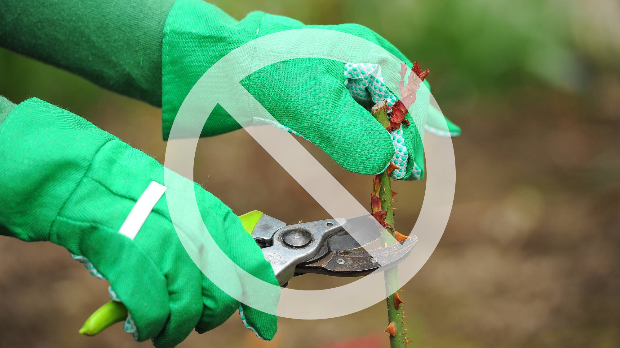 A translucent white "no" symbol over gloved hands pruning a rose stem
