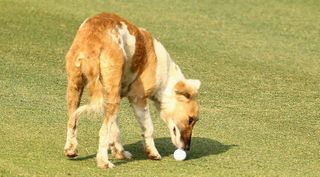 Dog moving golf ball