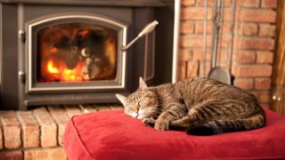 An old tabby cat soaks up the heat in front of a wood burning stove