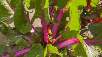 Close up of rainbow chard plant with pink stem and green leaves growing in the soil