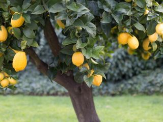 Close up of fruit on lemon tree