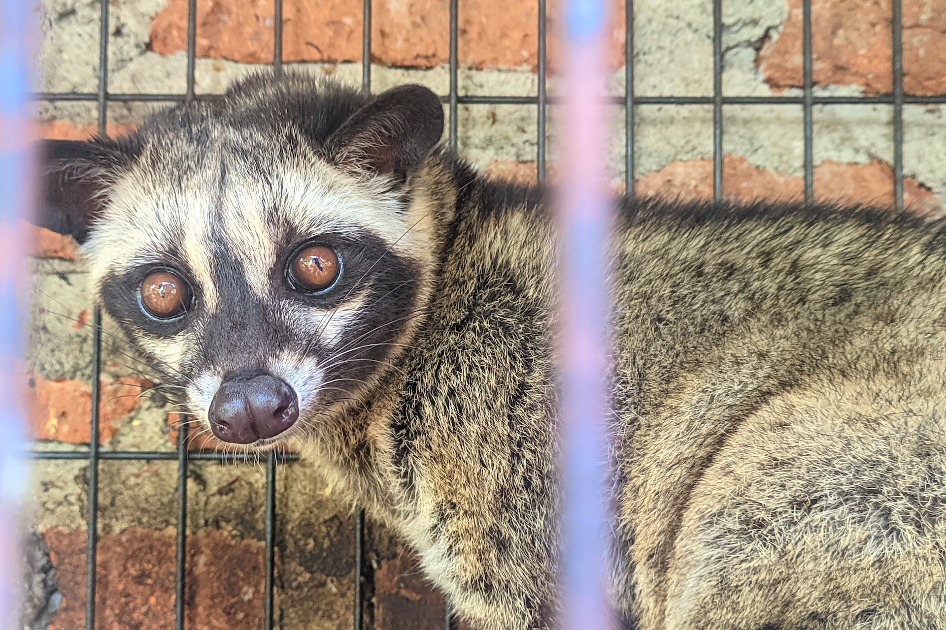 an asian civet in a cage