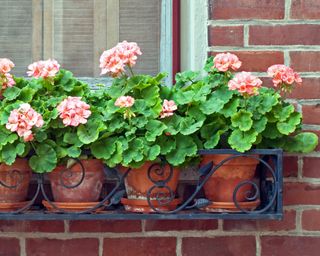 Potted pelargoniums displayed in an ornamental ironwork window box