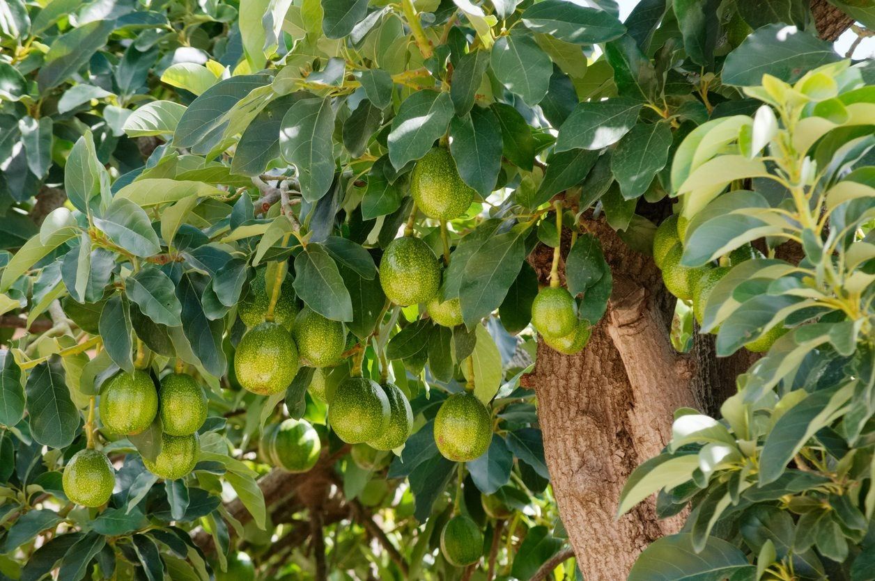 Avocados Growing On Tree