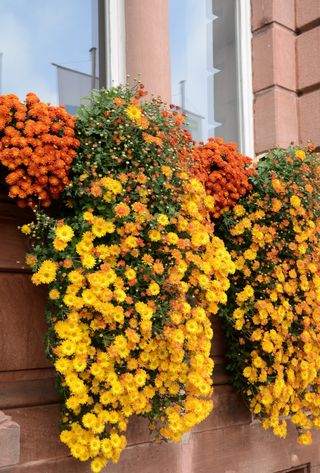 Trailing mums in a window box