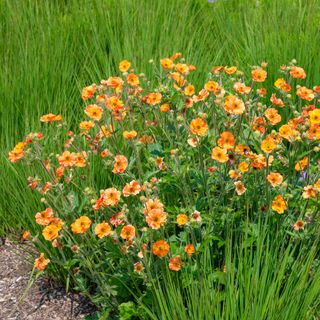 Orange geum flowers in grass lawn