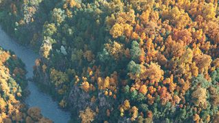 CG art scattering tools; a dense forest from above