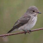 Spotted flycatcher