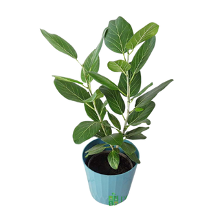 Ficus Altissima