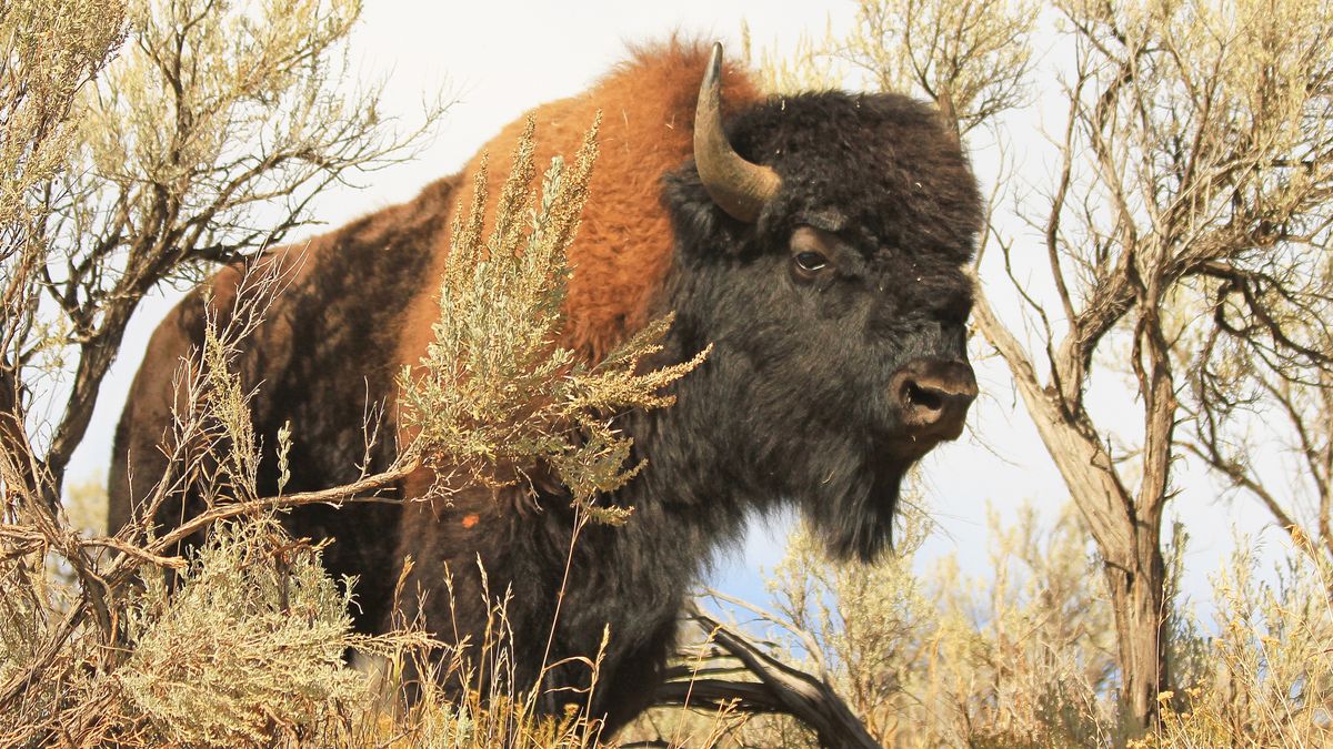 Bison standing in bushes at Yellowstone National Park