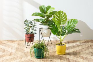 A set of colorful potted plants on a patterned area rug, standing out against a room floor