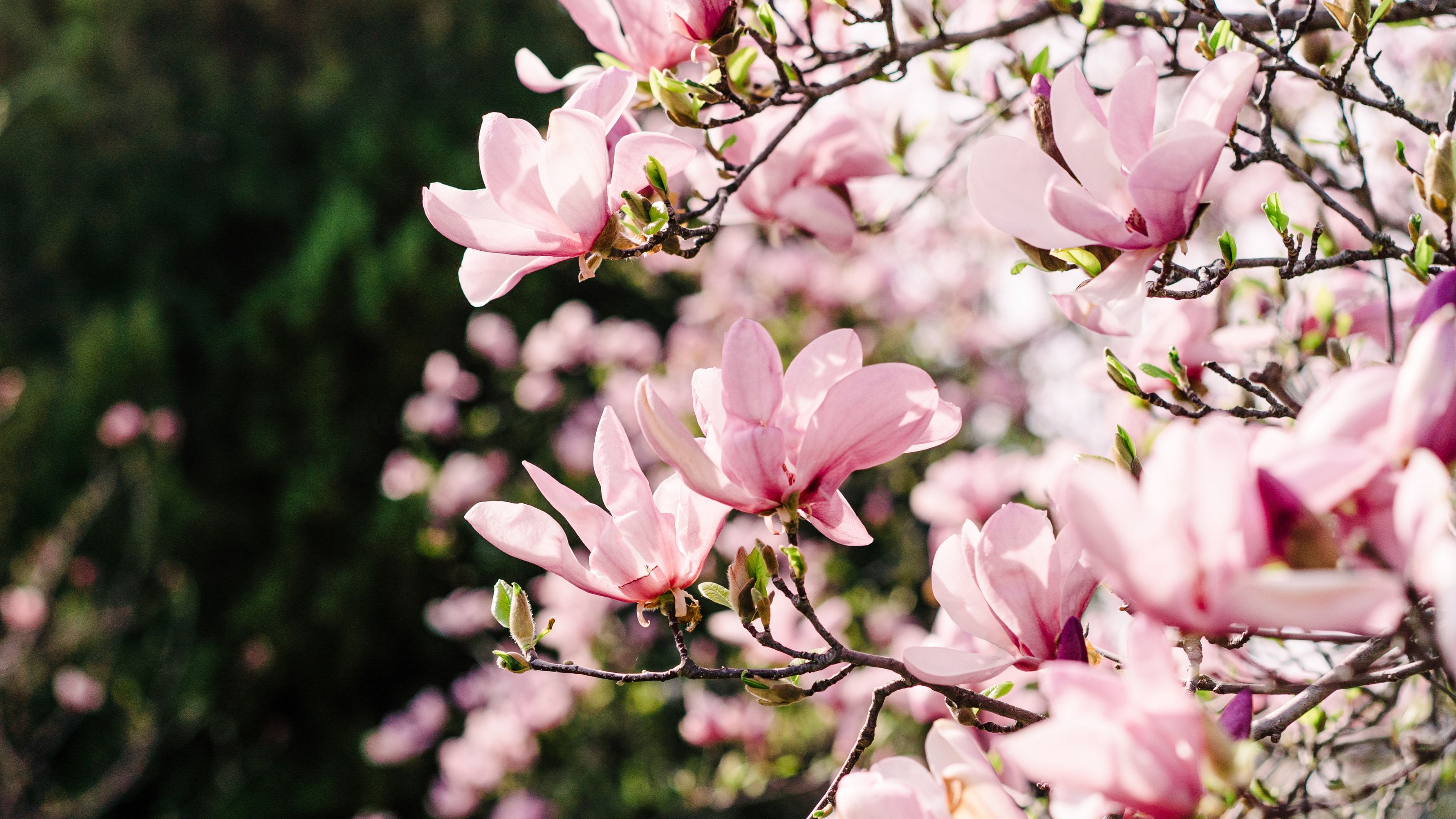 Stunning close-up of large pale pink magnolia flowers in full spring bloom on branches with fresh green buds. 