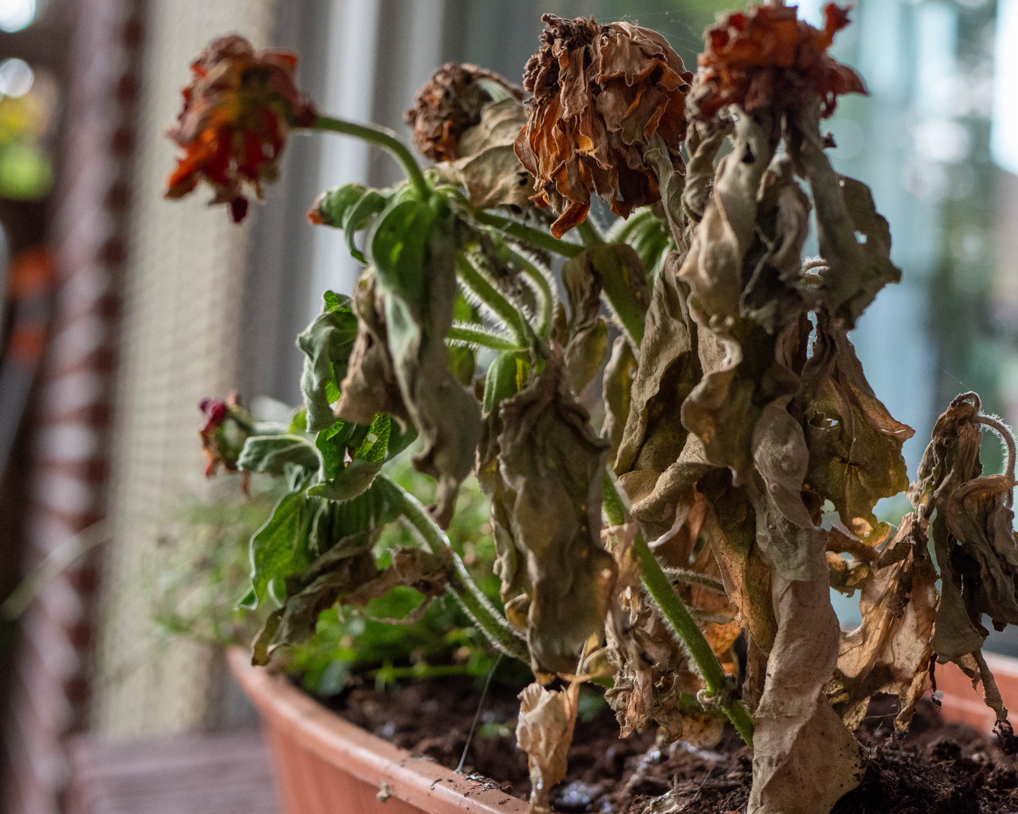 Plants in a planter on a balcony left out without water